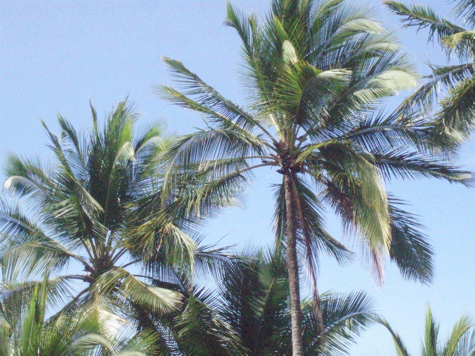 Hotel Mango Mar Jaco Exterior photo